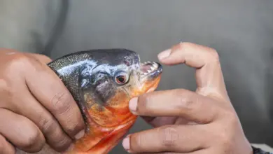 Man Opens Piranhas Mouth What Eats A Piranha?