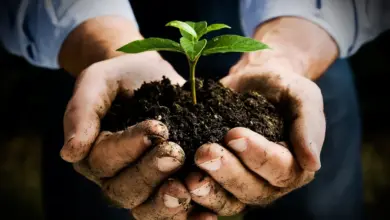 Plant on the Hand What Eats A Plant