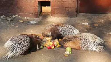 Three Porcupines Eating Fruits What Eats A Porcupines?