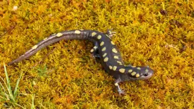 Salamander on Green Moss What Eats A Salamander?