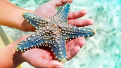Starfish On The Palm of Hands What Eats A Starfish?