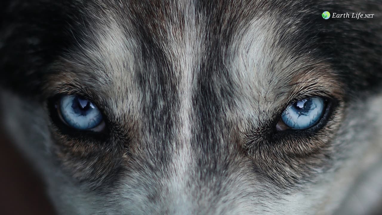 Eyes Of A Wolf What Eats A Wolf?