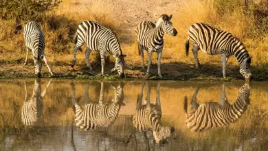 Four Zebras Drinking On The River What Eats A Zebra