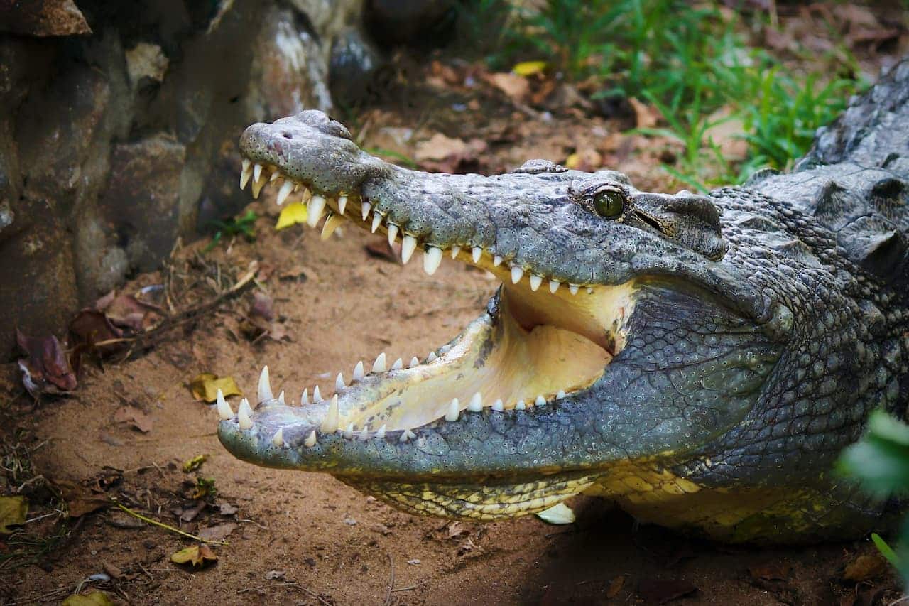 Huge Mouth Of A Crocodile What Eats An Alligator Or Crocodile?