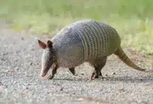 Armadillo On The Ground What Eats An Armadillo