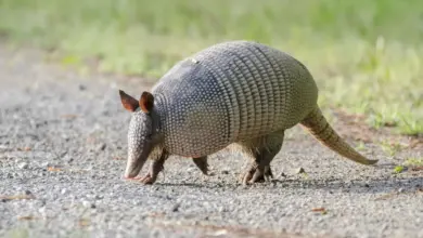 Armadillo On The Ground What Eats An Armadillo