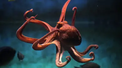 Octopus Underwater What Eats An Octopus?