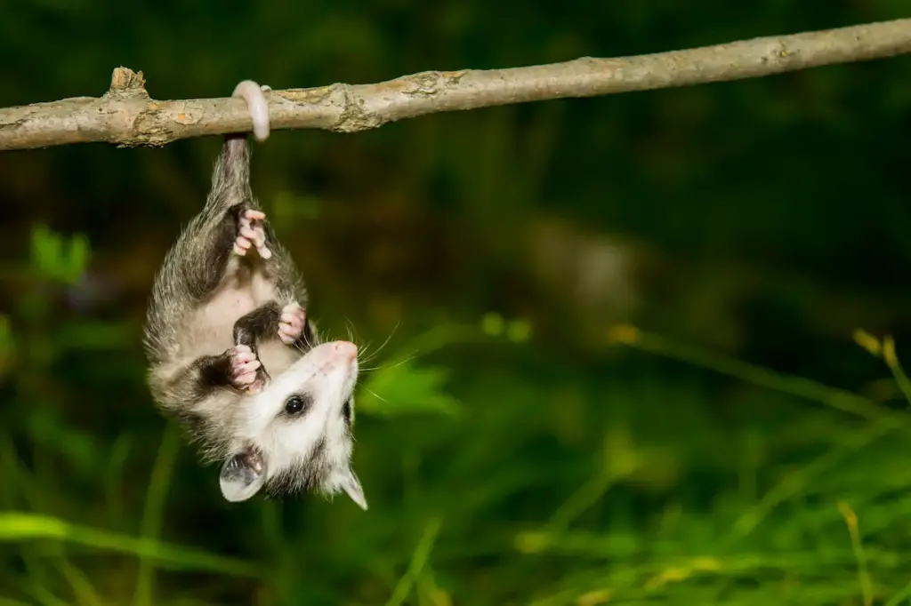 What Eats An Opossum Hanging Upside Down