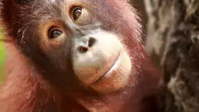 What Eats An Orangutan Face Close Up Image