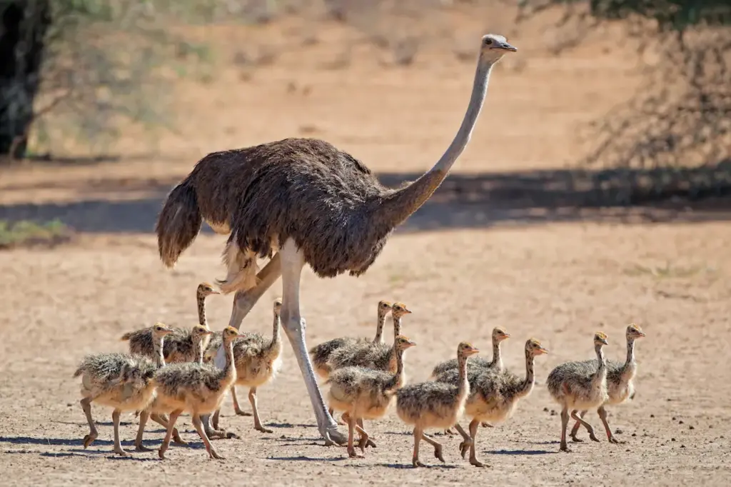 What Eats An Ostrich With Chicks