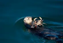 What Eats An Otter Eating A Crab
