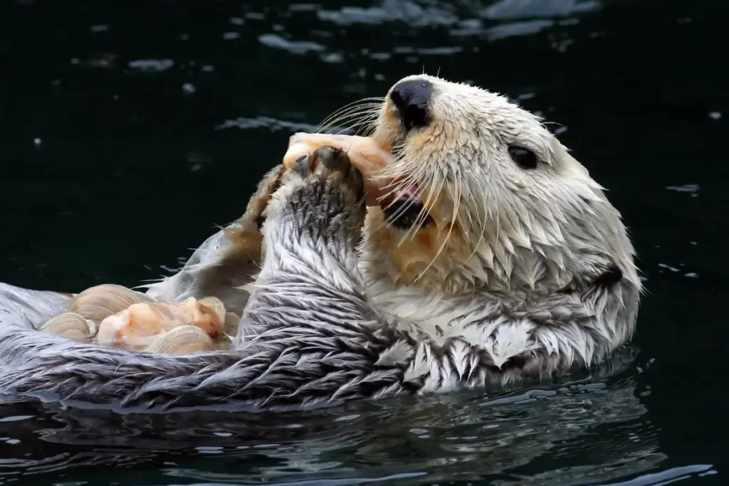 What Eats An Otter What Do Otters Eat Eating Clams