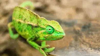 What Eats Chameleon in Green Skin