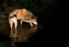 A Dingo in the Water What Eats Dingos?
