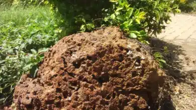 Dirt Surrounded by Green Plants What Eats Dirt
