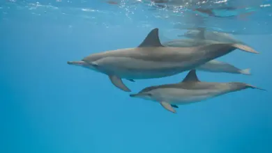 Two Dolphins Underwater What Eats Dolphins?