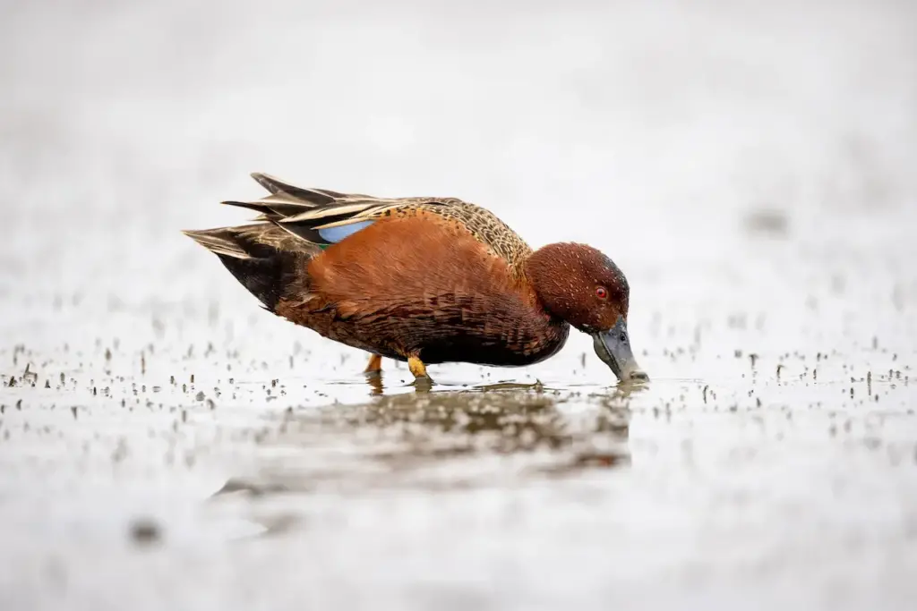 What Eats Ducks Cinnamon Teal