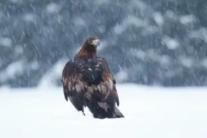 What Eats Eagles