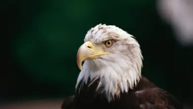 A Close Up Image of Eagle What Eats Eagles?