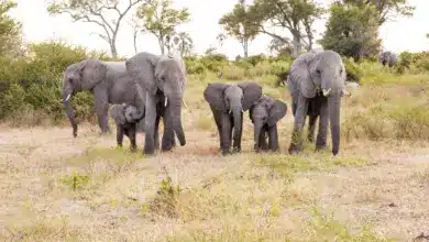 Group of Elephant What Eats Elephants?
