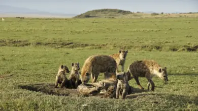 What Eats Hyenas? Group of Hyenas resting together.
