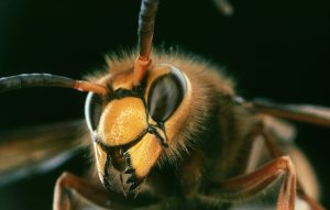 What Eats Insects What Do Insects Eat Hornet Head