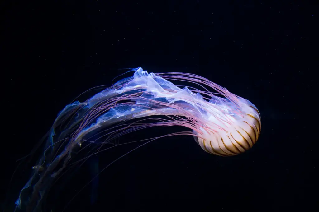 What Eats Jellyfish