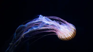 Image of Jellyfish What Eats Jellyfish?