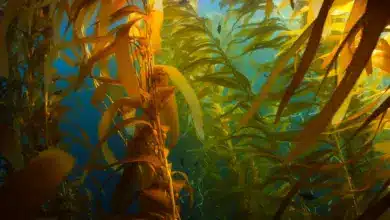 Plant Kelp Underwater What Eats Kelp