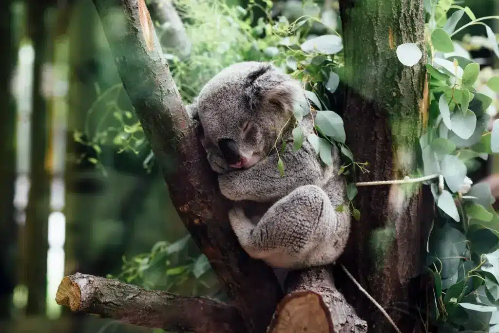 What Eats Koalas What Do Koalas Eat