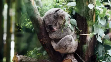 Koala On A Tree What Eats Koalas?
