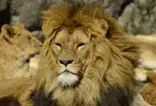 Lions Close Up Image What Eats Lions?