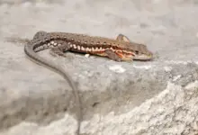 Lizards Crawling On A Stone What Eats Lizards