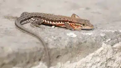 Lizards Crawling On A Stone What Eats Lizards