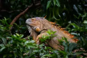 What Eats Lizards Iguana