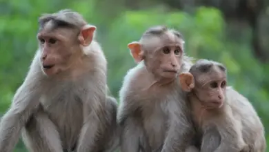Three Monkeys What Eats Monkeys?