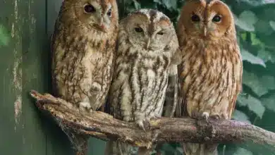 Three Owls Perched On A Three Branch What Eats Owls?