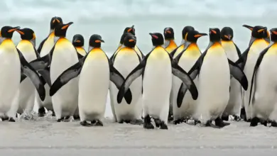 A Group of Penguins What Eats Penguins