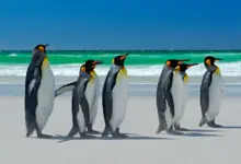 What Eats Penguins