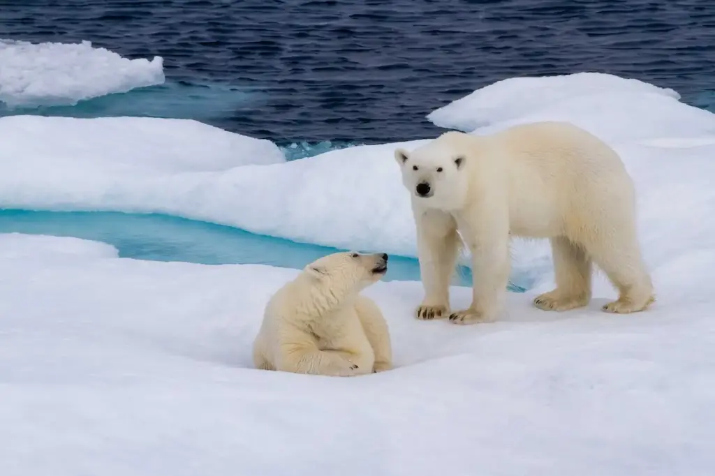 Polar Bears on the Snow. What Eats Polar Bears