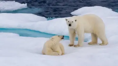 Polar Bears on the Snow. What Eats Polar Bears