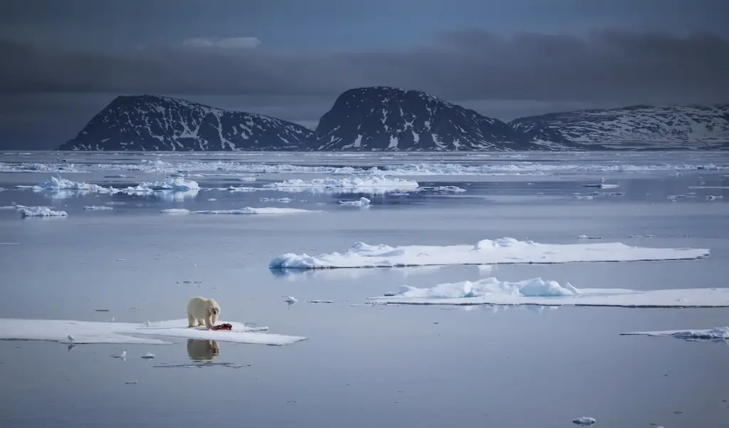 What Eats Polar Bears In Melting Ice