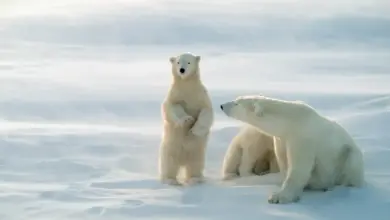 What Eats Polar Bears In The Snow