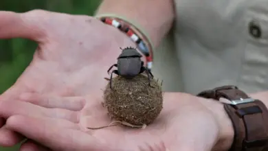 Dung Beetle On A Persons Hand What Eats Poop?