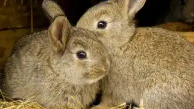 Two Rabbits What Eats Rabbits?