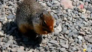 Squirrels Eating What Eats Rocks?