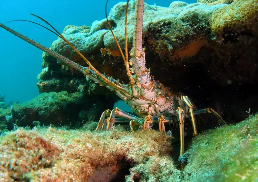 What Eats Shellfish Florida Lobster