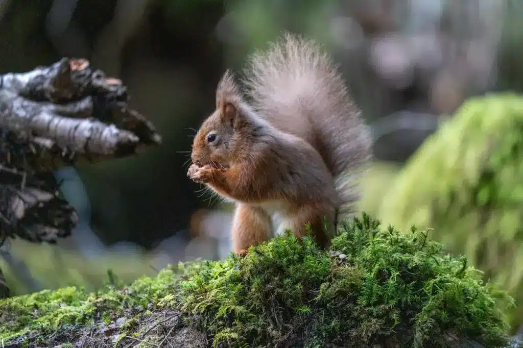 What Eats Squirrels