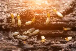 What Eats Termites What Do Termites Eat On Wood