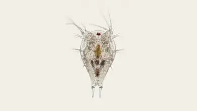 Close Up Image What Eats Zooplankton?